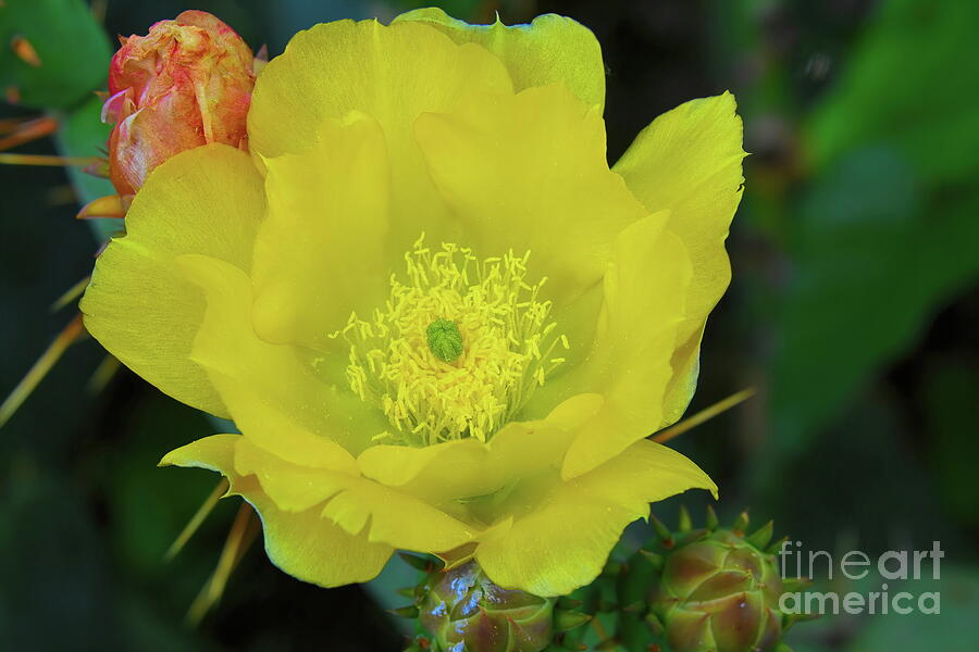 Devils Tongue - Opuntia Flowers Photograph by Diana Mary Sharpton