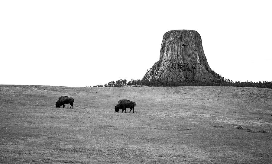 Devils Tower Bison Black And White Photograph by Dan Sproul