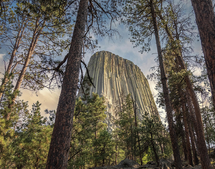 Devils Tower in the Trees Photograph by Nicholas McCabe