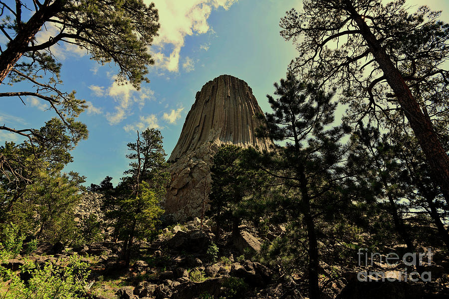 Devils Tower in the Trees Photograph by Steve Brown