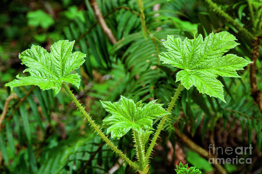 Devils Walking Stick Photograph by Bob Phillips Fine Art America