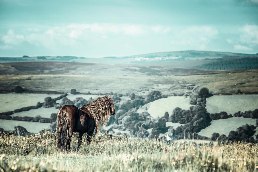 Devin - Horse Art Photograph by Lisa Saint