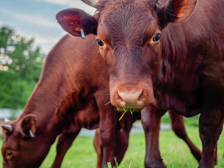 Devon Calves Munching Grass - Oil Painting Style Photograph by Rachel Morrison Devon Calves Munching Grass - Oil Painting Style Photograph by Rachel Morrison