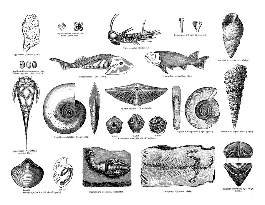 Devonian fossils Drawing by Nastasic