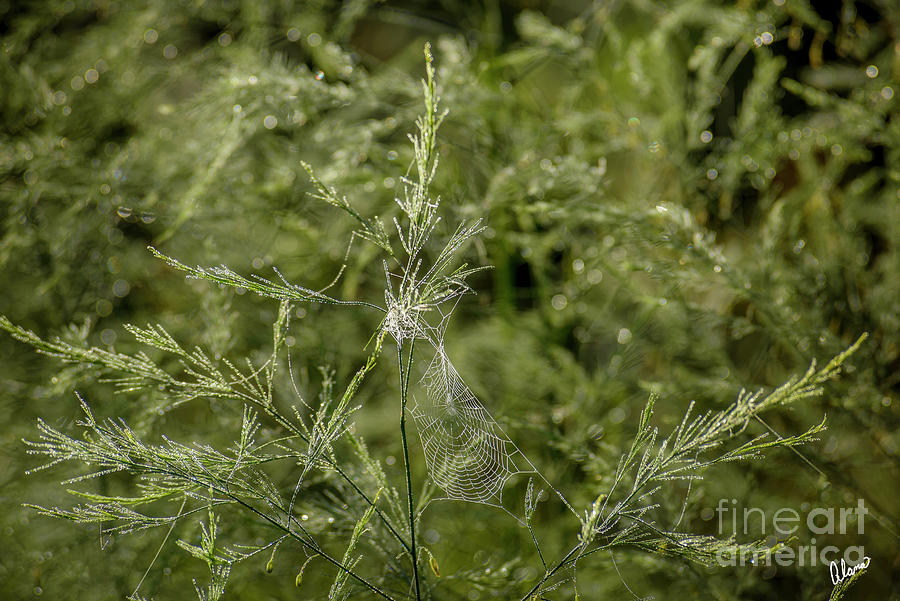 Dew And Web Photograph
