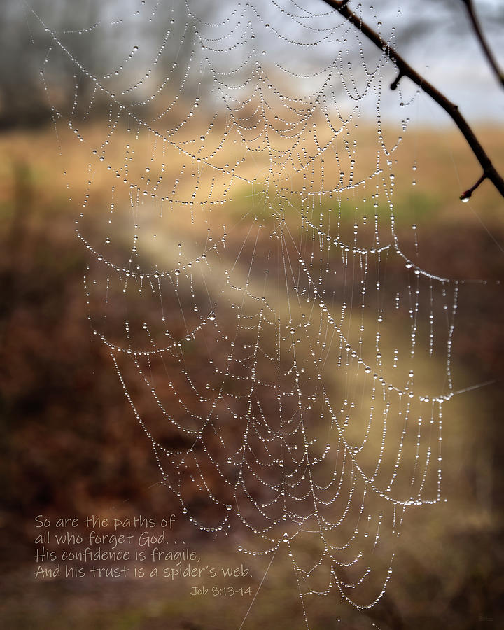 Dew bedazzled spiderweb in front of a curving path in woods with Bible verse from Job 8 added Photograph by Peter Herman
