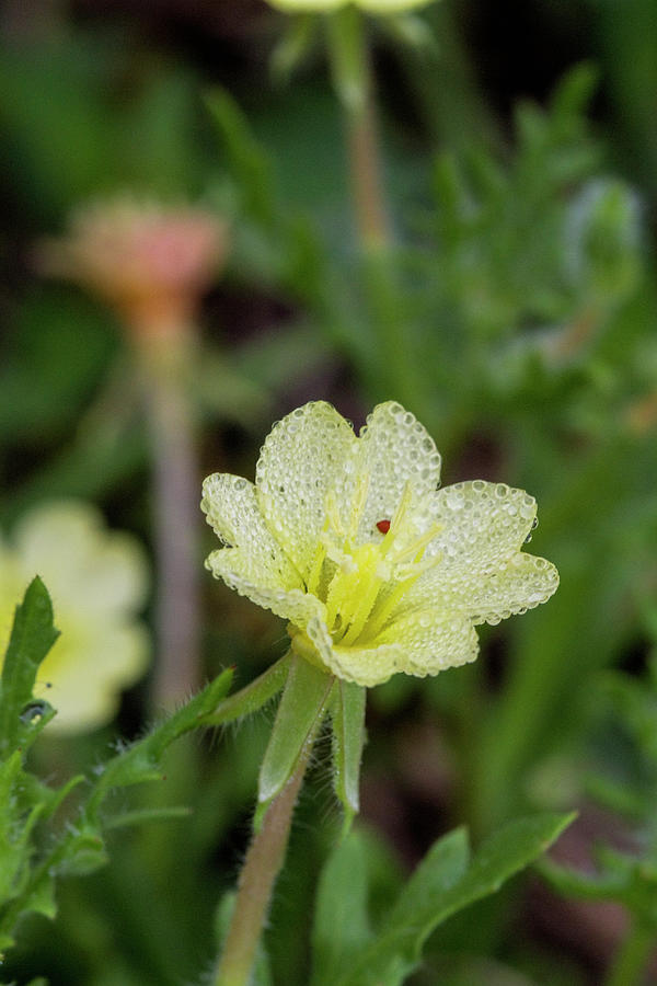 Dew Bejeweled Common Evening Primrose Wildflowers Photograph by Kathy Clark