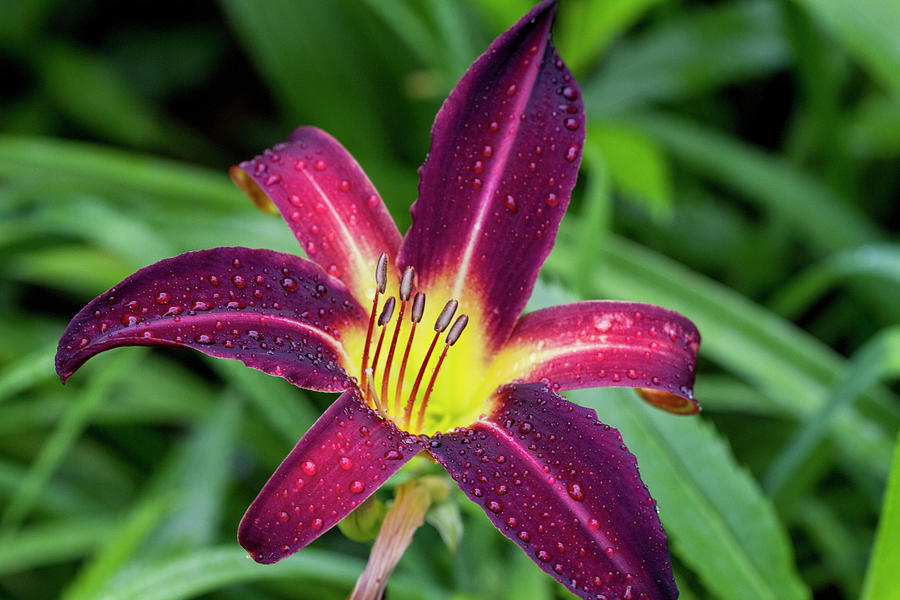 Dew Bejeweled Wine Colored Daylily Photograph by Kathy Clark