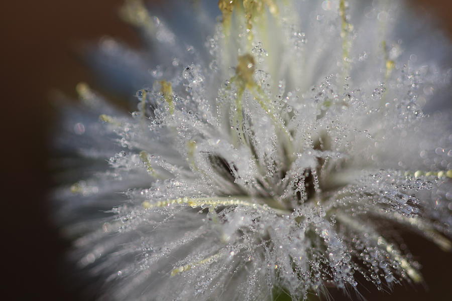 Dew Photograph by Cara Campbell - Fine Art America