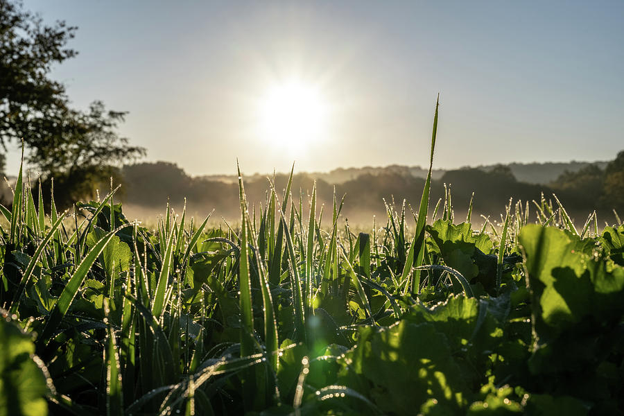 Dew Clings to Blades of Grass In Morning Light Photograph by Kelly VanDellen