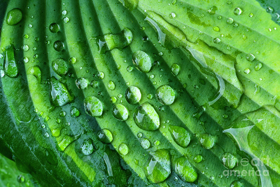 Dew Covered Hosta - D012678 Photograph by Daniel Dempster