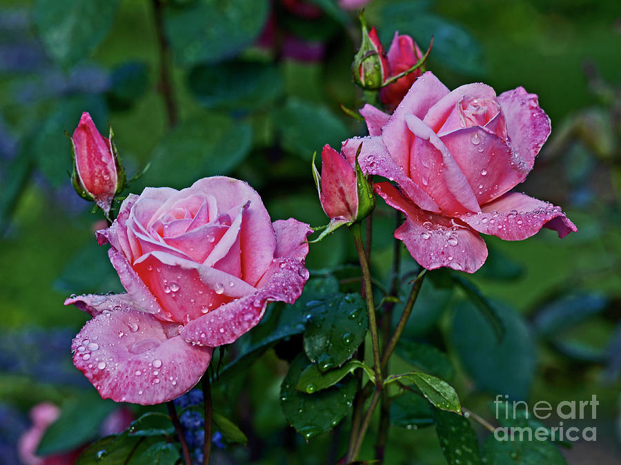 Dew Covered Pink Roses In A Cottage Garden Photograph By Derek Harris