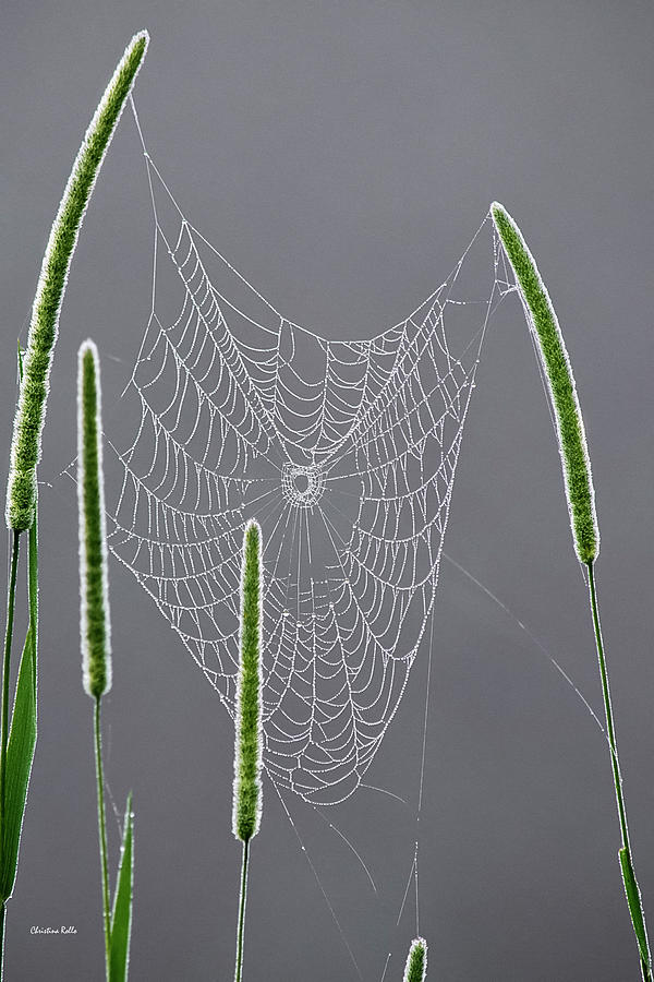 Dew Covered Spider Web Photograph by Christina Rollo