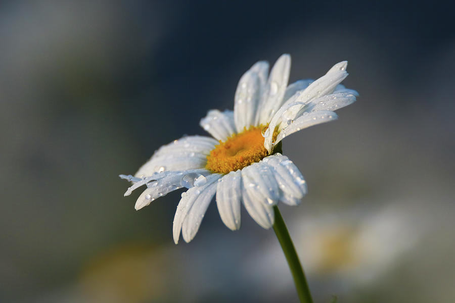 Dew Daisy Photograph by Brook Burling