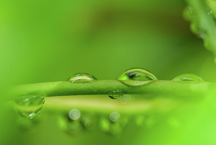 Dew Drop Green Photograph by David Simchock