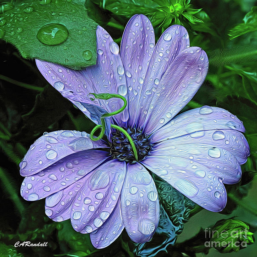 Dew Drop In Photograph by Carol Randall