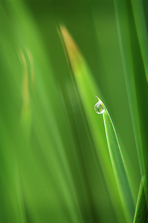 Dew Drop Photograph by Jill Love