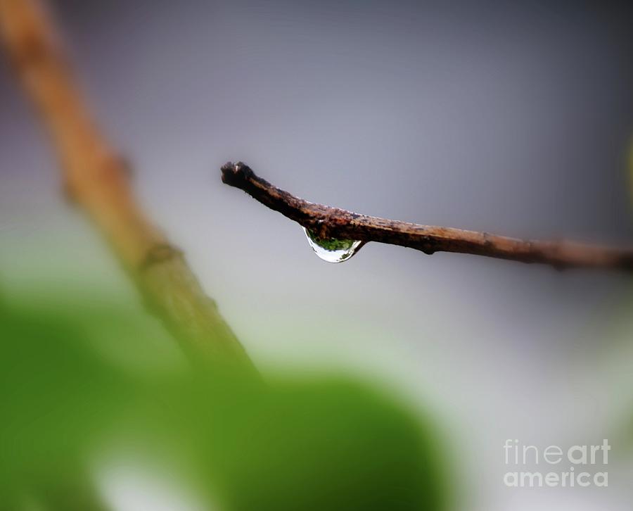 Dew Drop Photograph by On da Raks