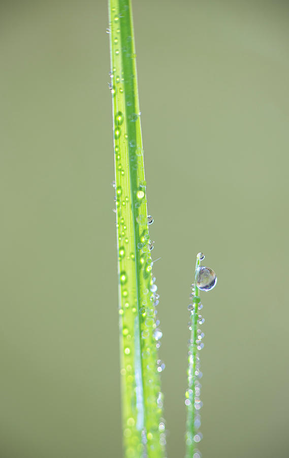 Dew Drop On Grass Photograph by Karen Rispin