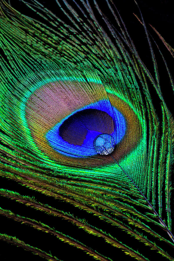 Dew Drop On Peacock Feather Photograph by Garry Gay - Fine Art America