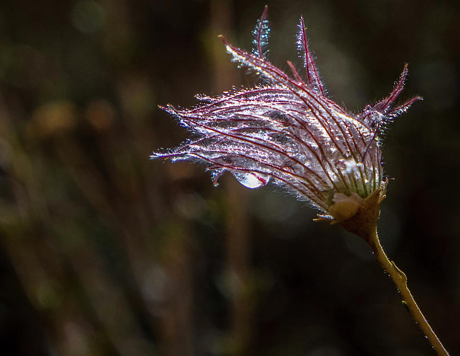 Dewdrop Photograph - Dew Drop by Paul Malen Dewdrop Photograph - Dew Drop by Paul Malen