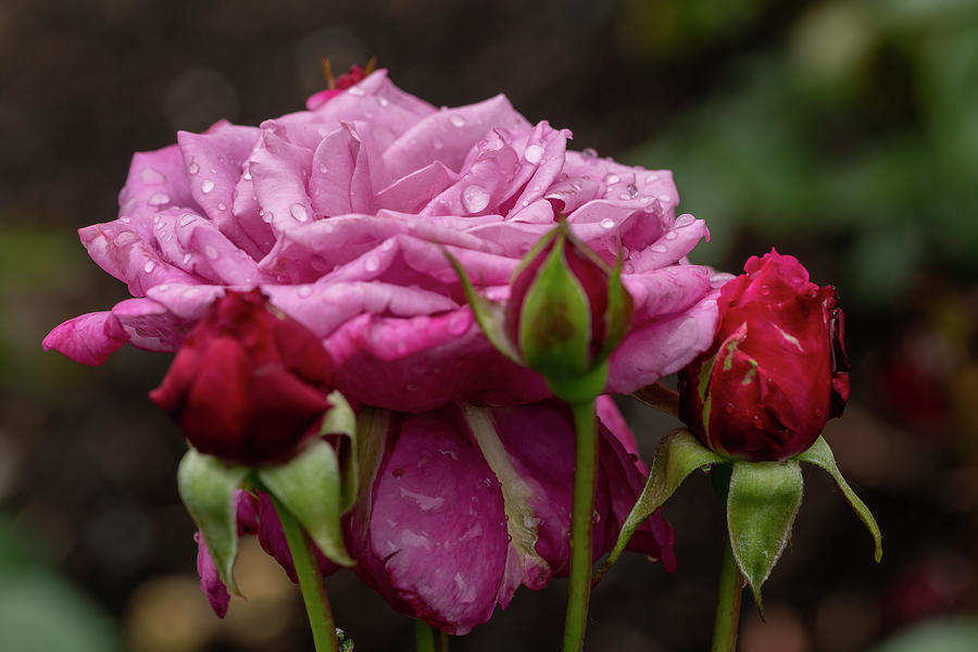 Dew Drop Pink Rose Photograph by Arthur Oleary