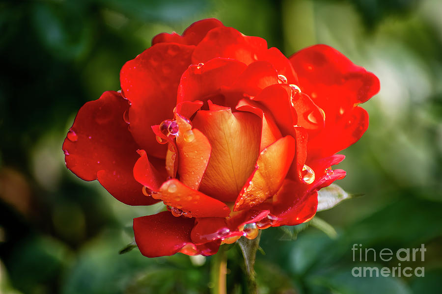 Dew Drop Rose #2 Photograph by William Meeuwsen - Pixels