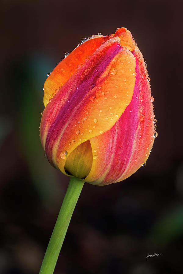 Dew Drop Tulip Photograph by Jurgen Lorenzen