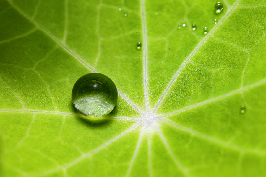 Dew Droplets Photograph