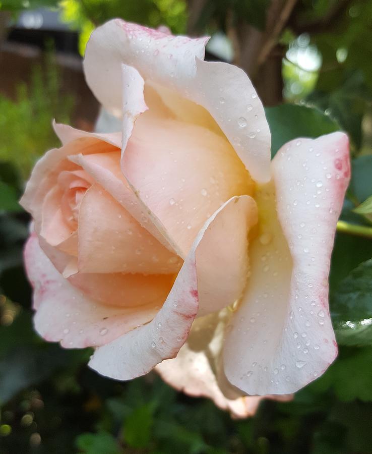 Dew Dropped Rose Photograph by Loraine Yaffe