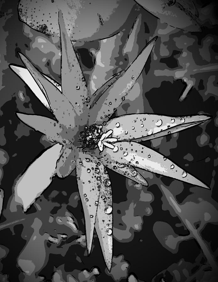 Dew Dropped Sepia Flower Digital Art