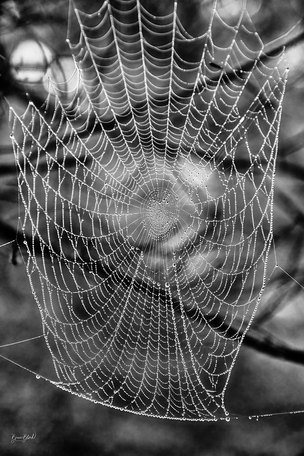 Dew dropped spiderweb Photograph by Bruce Block