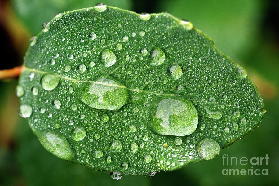 Dew Drops 2 Photograph by Terry Elniski
