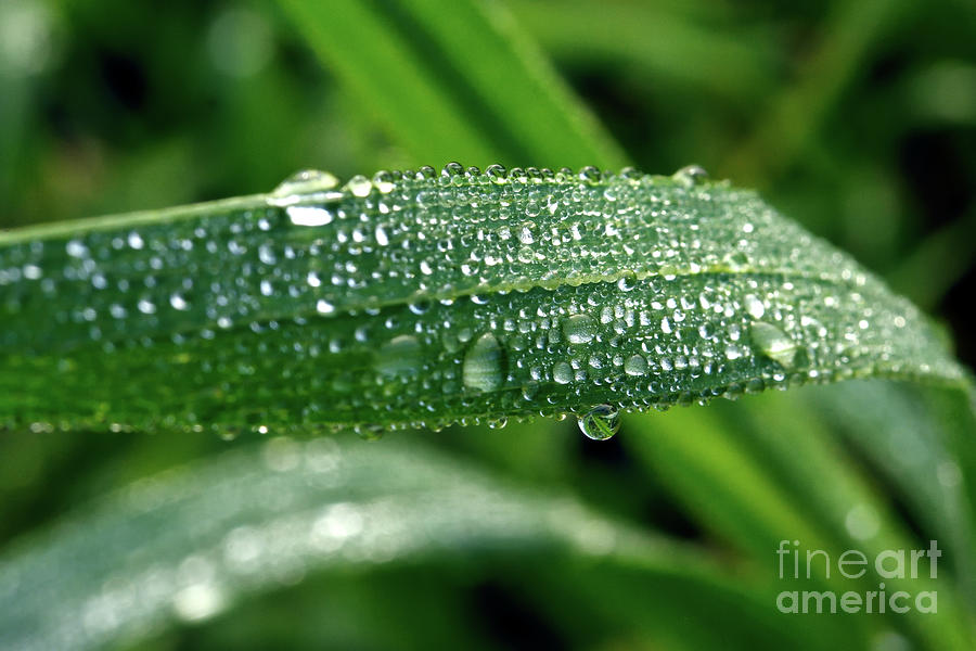 Dew Drops 4 Photograph by Terry Elniski