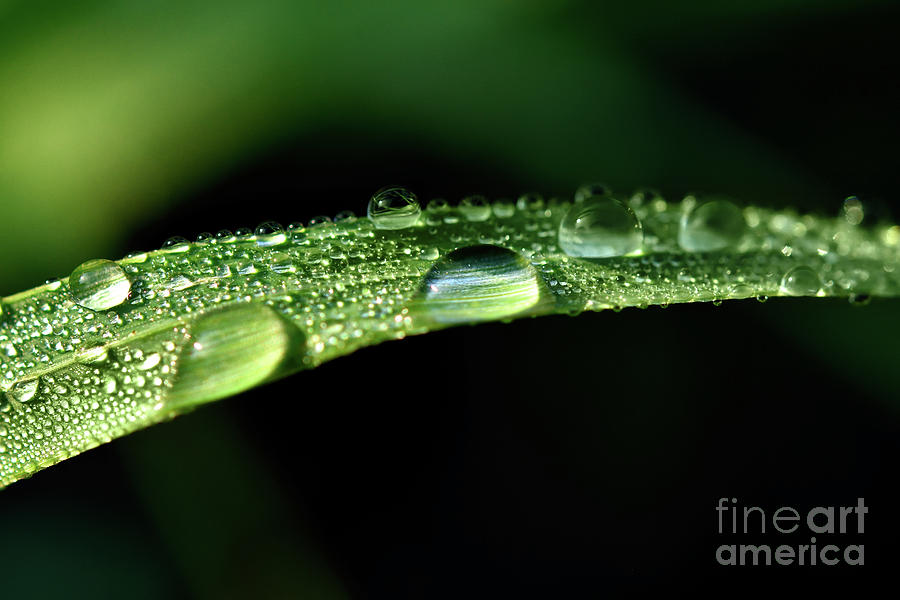 Dew Drops 5 Photograph by Terry Elniski