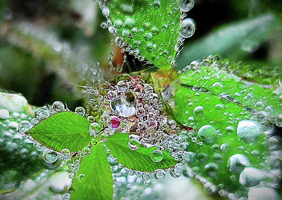 Dew Drops Photograph by Ally White