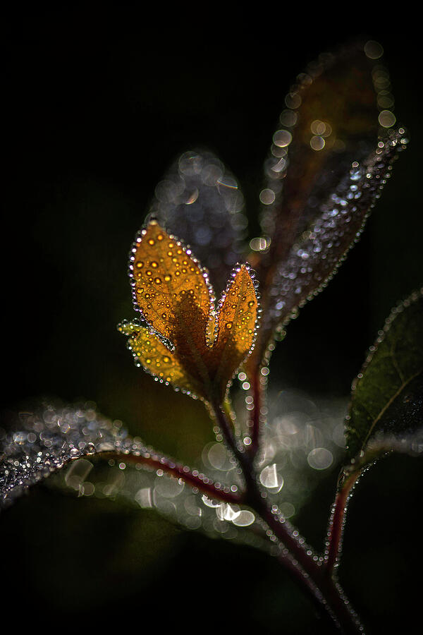 Dew Drops And Crystals Photograph by Dale Kincaid
