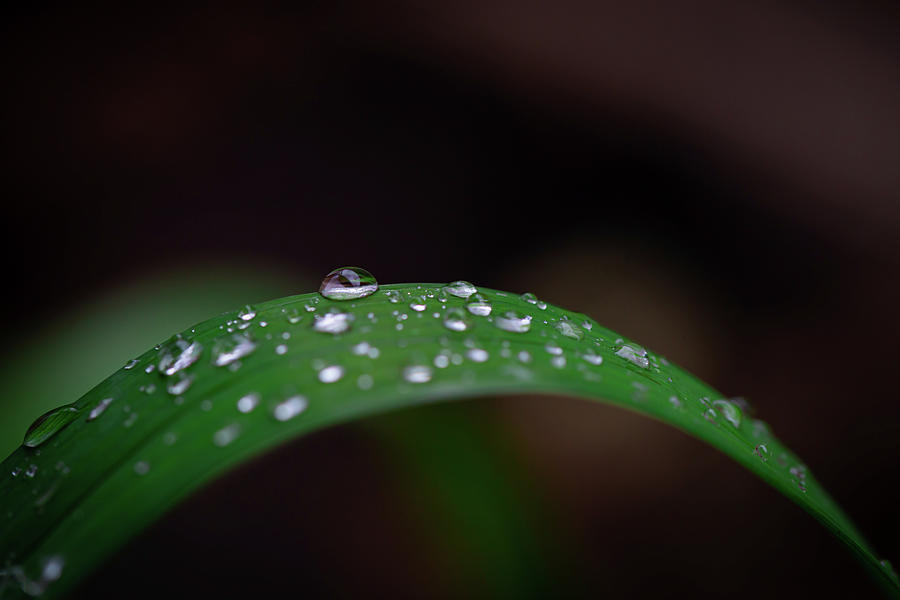 Dew Drops at Dusk Photograph by Nicole Thompson - Fine Art America