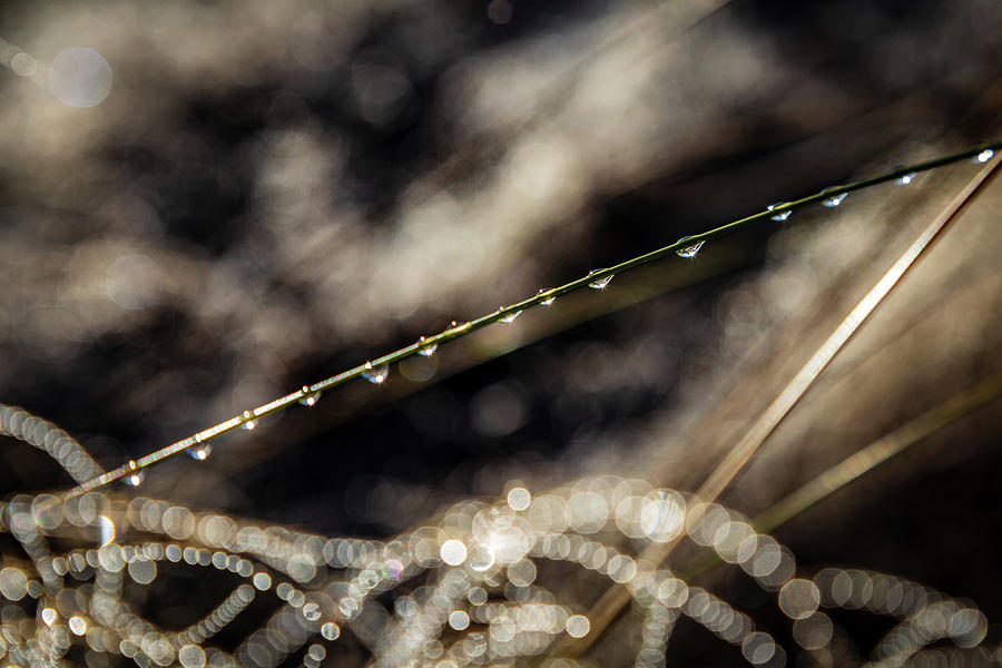 Dew Drops Photograph by Charles Hite