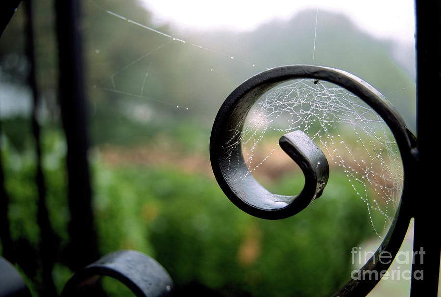 Dew drops collect on cobwebs in a wrought iron gate in a public  Photograph by William Kuta