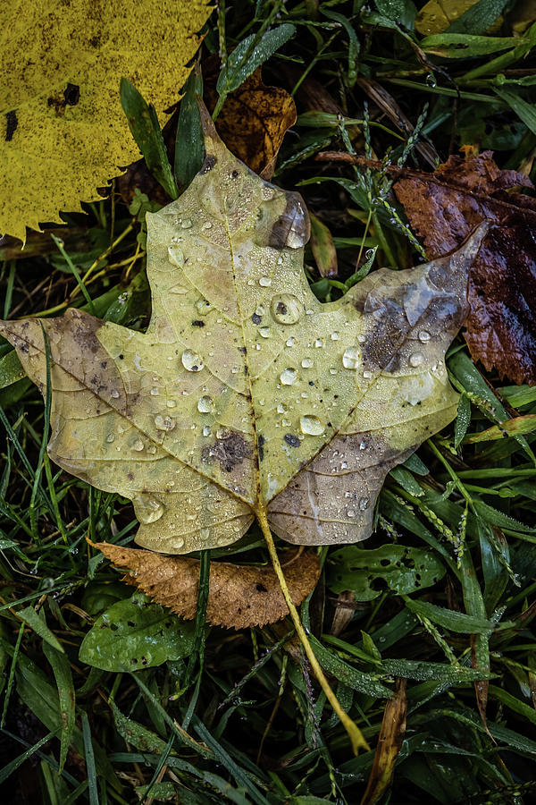 Dew Drops Photograph by Kim Sowa