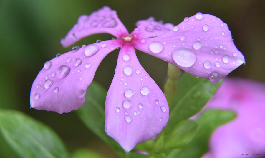 Dew drops on a Barmasi Periwinkle Photograph by Kedar Munshi - Fine Art ...