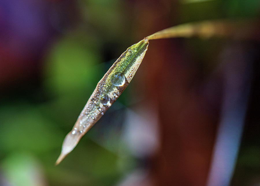 Dew Drops on a Leaf Photograph by Amelia Pearn