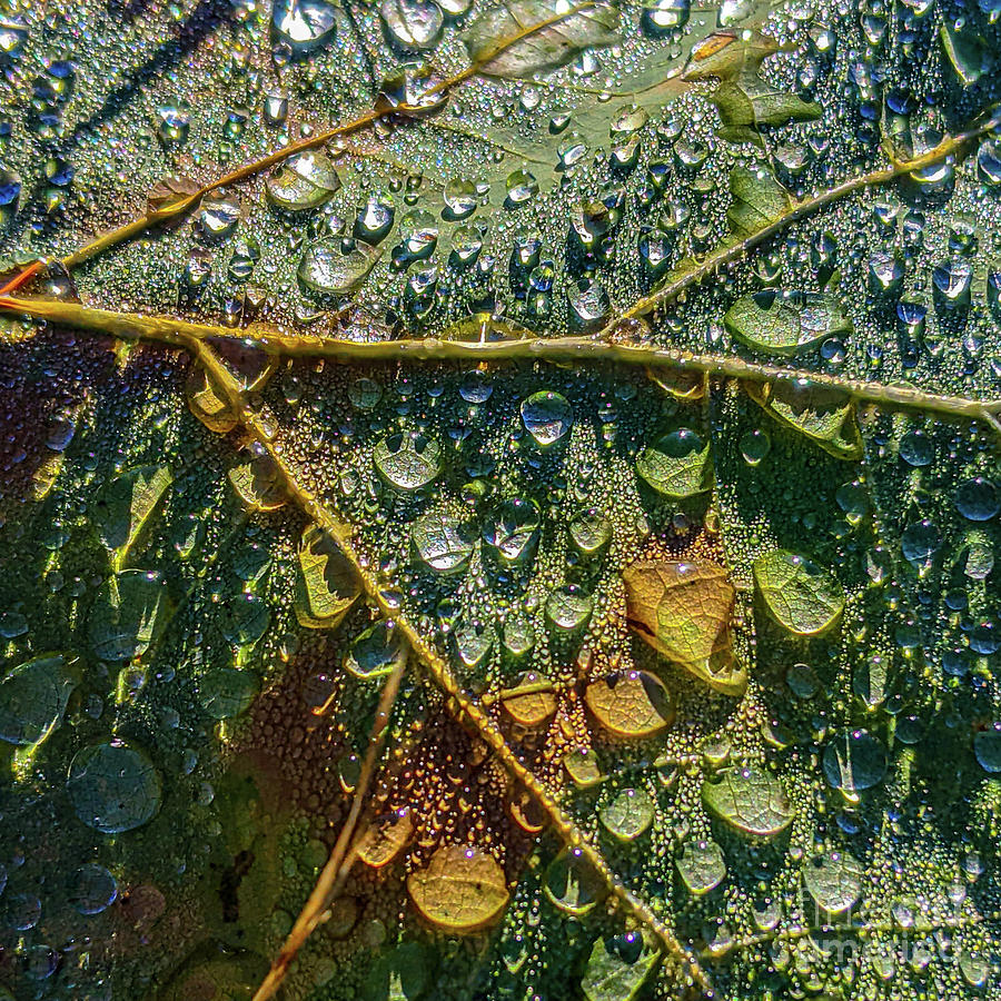 Dew Drops on a Leaf Photograph by Coral Stengel