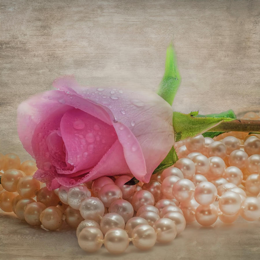 Dew drops on a pink rose with pearls Photograph by Cordia Murphy