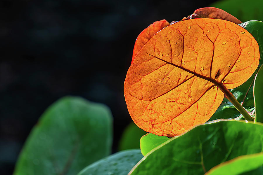 Dew Drops on a Tropical Leaf Photograph by Stuart Litoff