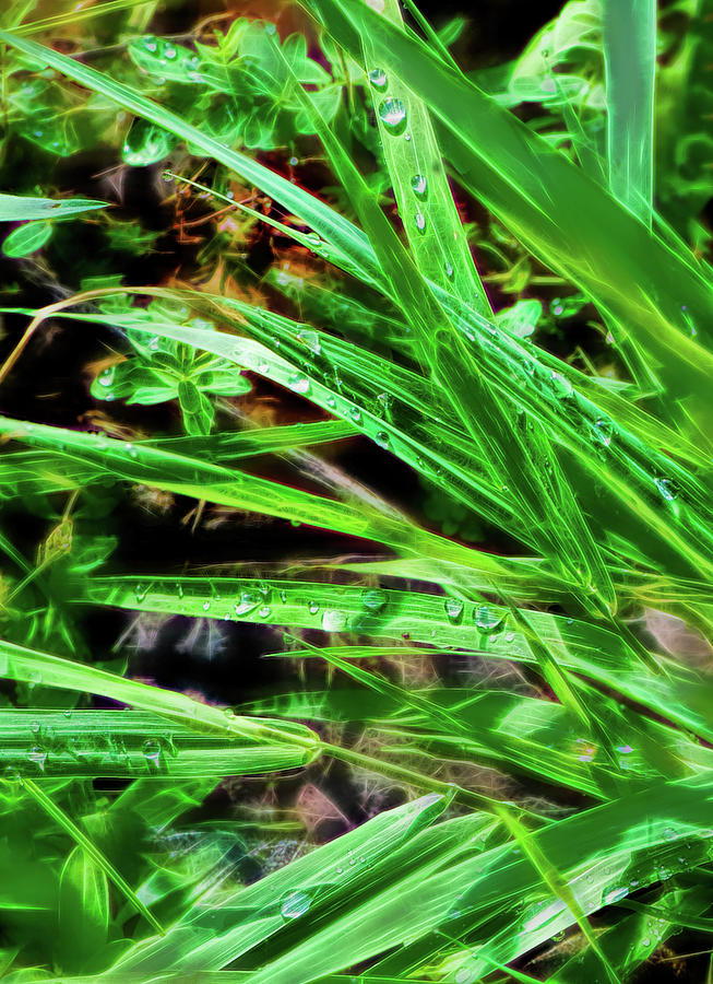 Dew drops on blades of grass Photograph by Cordia Murphy