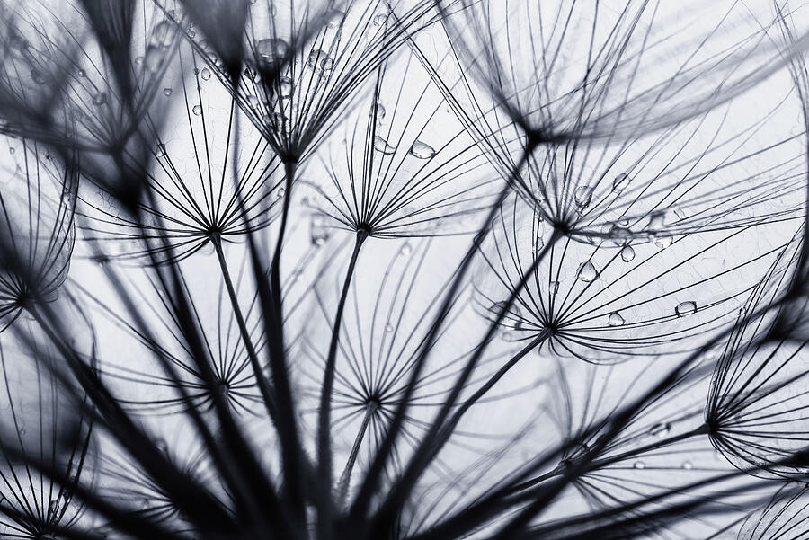 Dew drops on dandelion seeds in monochrome Photograph by Vishwanath Bhat