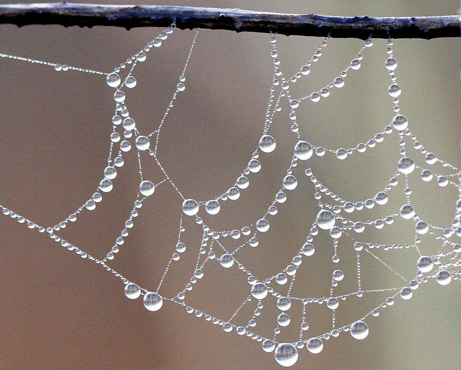 Dew Drops on Foggy Morning Photograph by Decoris Art