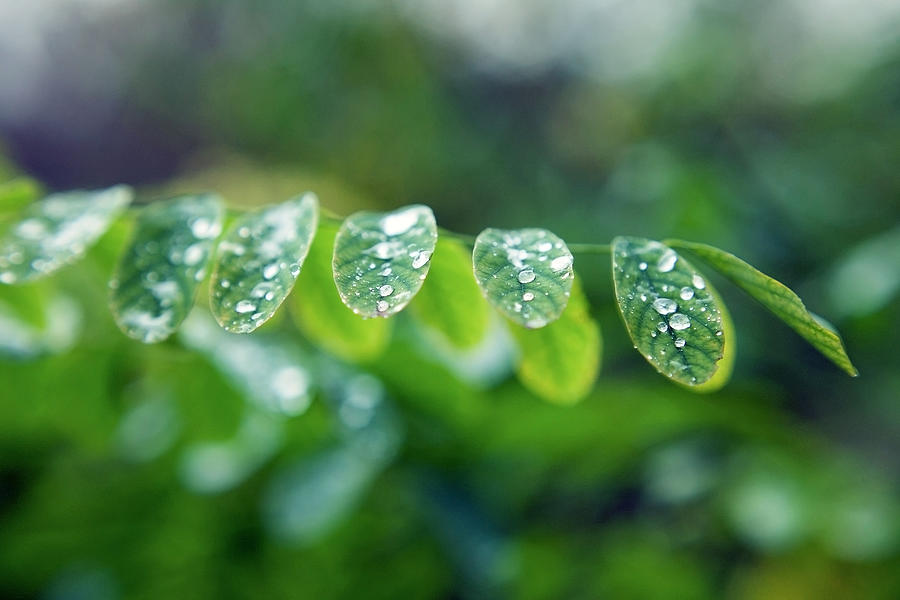 Dew drops on leaves. Photograph by Dmitry Melnikov